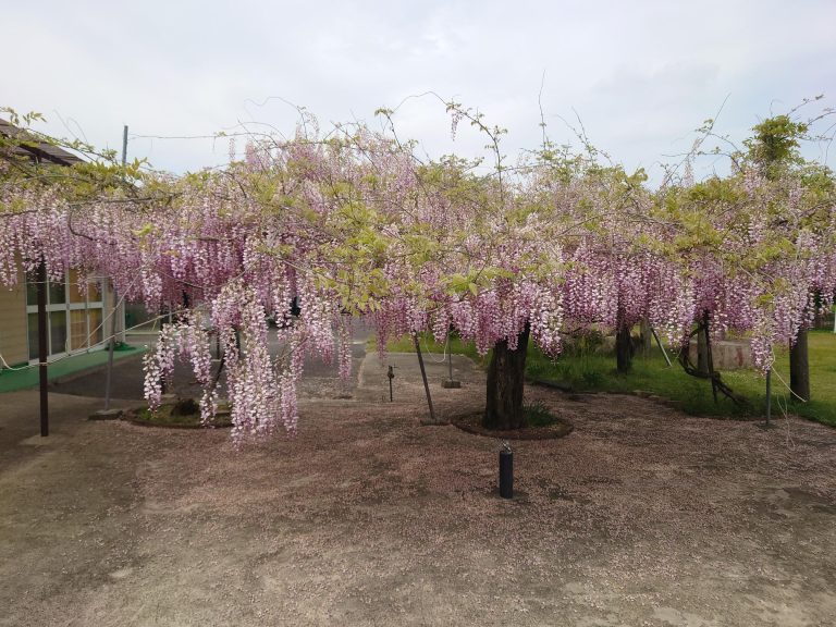 💜**藤の花咲く癒やしの旅へGO!💨