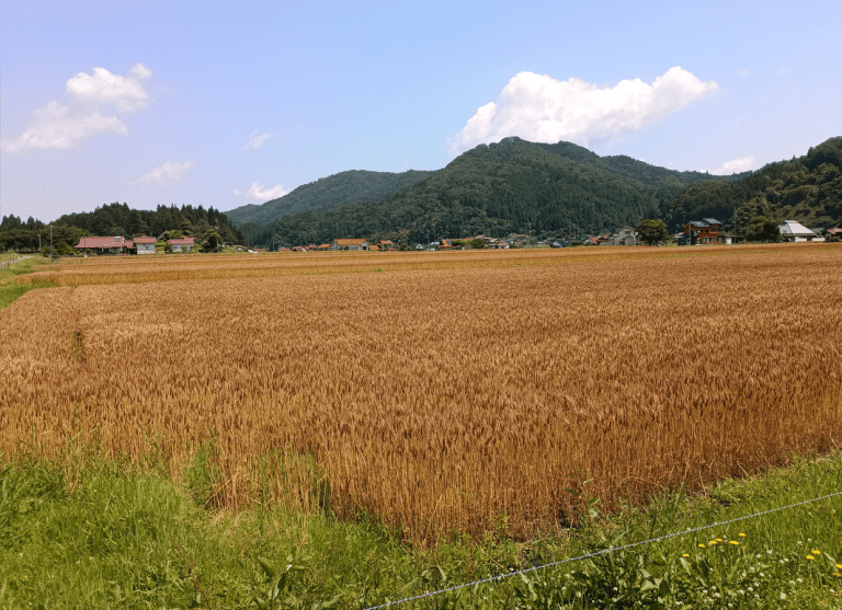 広島県産小麦「キヌヒメ」産地見学研修レポート